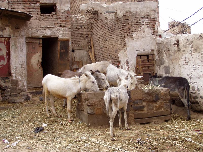 Foto: Oslové v centru města Sana´a