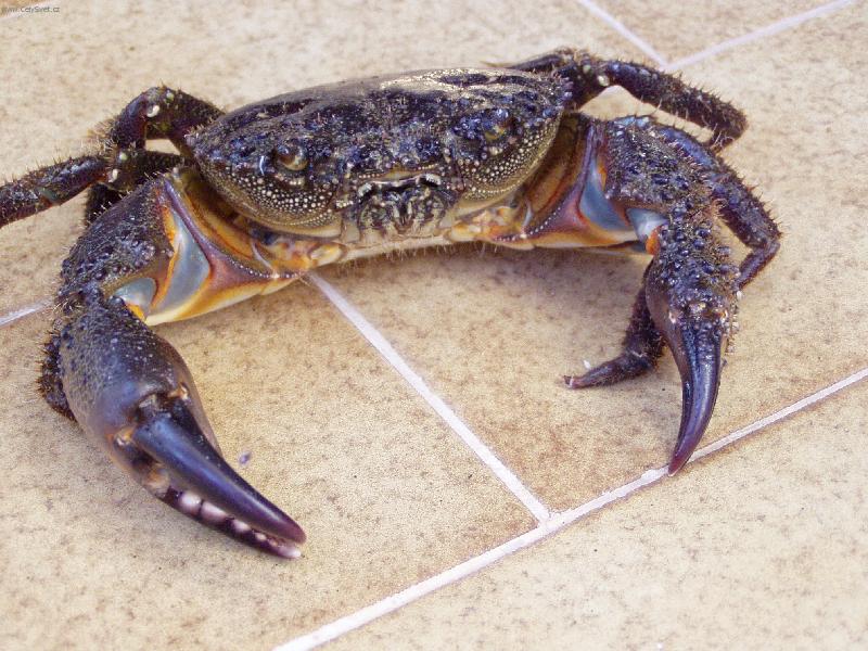 Foto: Krabík Chorvatsko