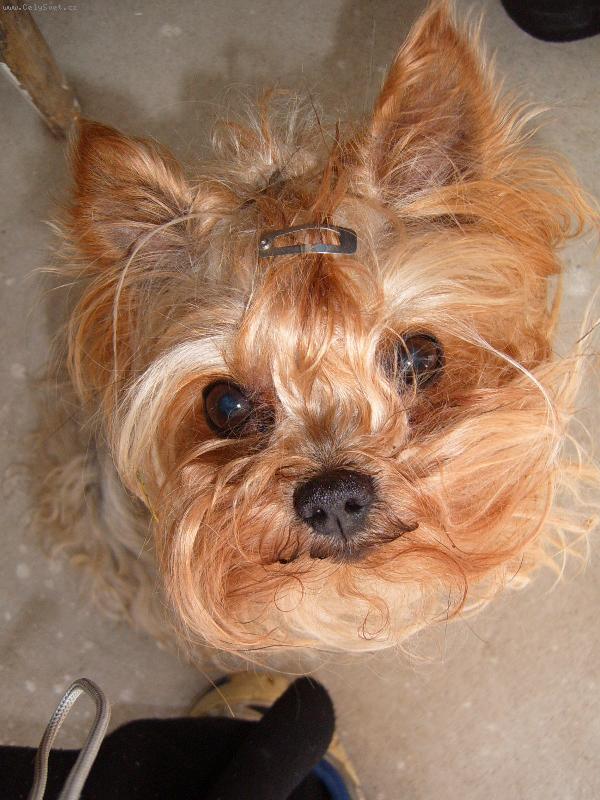 Foto: Dobrák ulda-Taky se vám podlomí oči při tom jeho uhrančivém pohledu ? ;-)