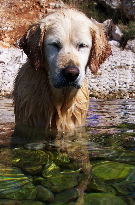 Foto: mořský pes :-))