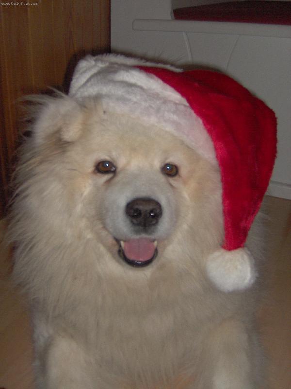 Foto: Vánoční Bella-Takle si naše Bella hraje na Ježíška. Ale bohužel nám nic nedonesla :o)