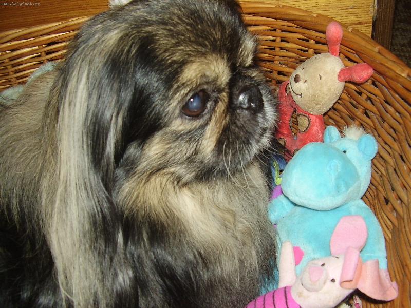 Foto: Bíďa se svými kamarády....