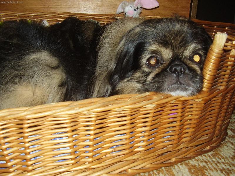 Foto: Bíďa-V pelíšku....lehárko..