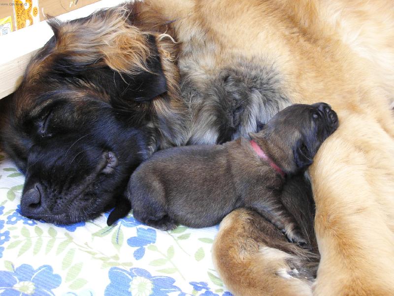 Foto: Sladký spánek po snídani