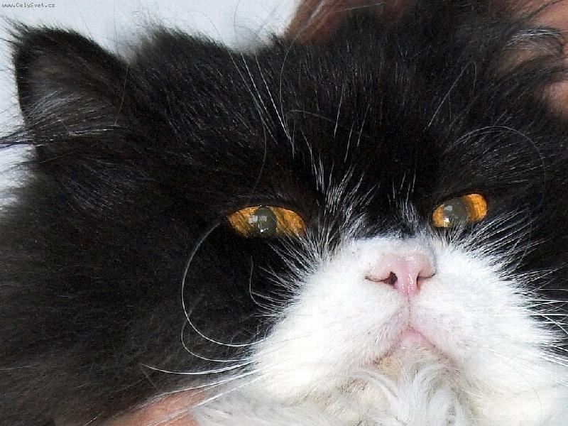 Foto: herbert-domací mazlíček