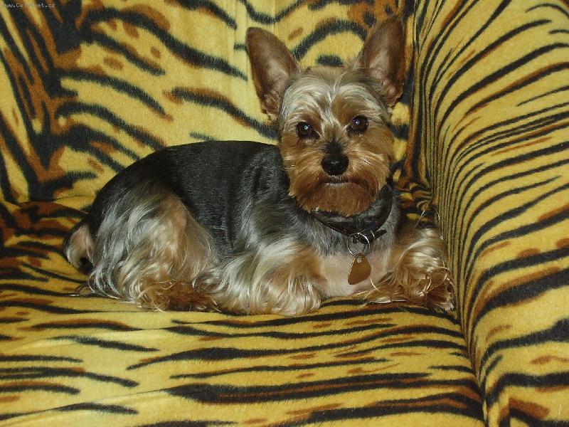 Foto: Charlie-malá šelmička bez pruhů