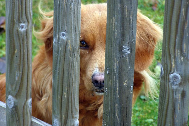 Foto: Domácí vězení