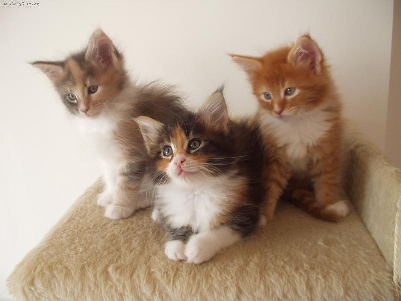 Foto: Koata z chov. stanice Spring Garden,CZ-Zleva-Angel,Aida,Amber