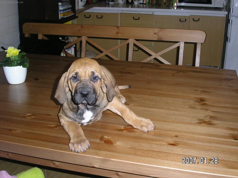 Foto: Štěňátko - AIRA-Odtud mám teda výhled......