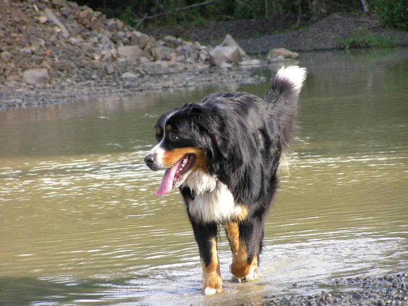 Foto: Sendynka-Ač nemá ráda vodu, loňské tropy ji donutily schladit aspoň tlapky:-)