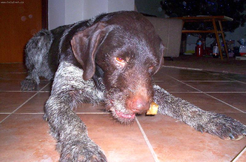 Foto: Odpočinek po lovu-Odpočinek