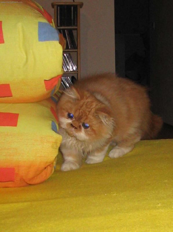 Foto: Pumík-Pumík číhá, pozor