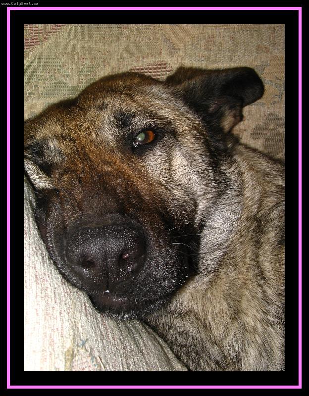 Foto: Chci už mít klid...