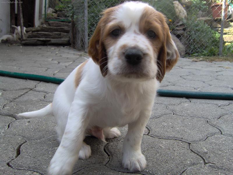 Foto: Vy jste můj nový páníček?-štěně na dvoře kouká na nové páníčky