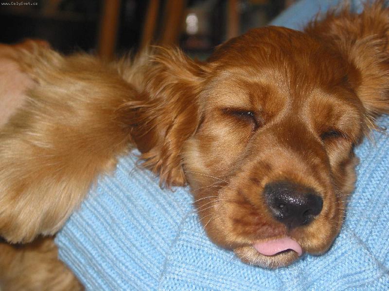 Foto: Jaksi spokojeně spinkám