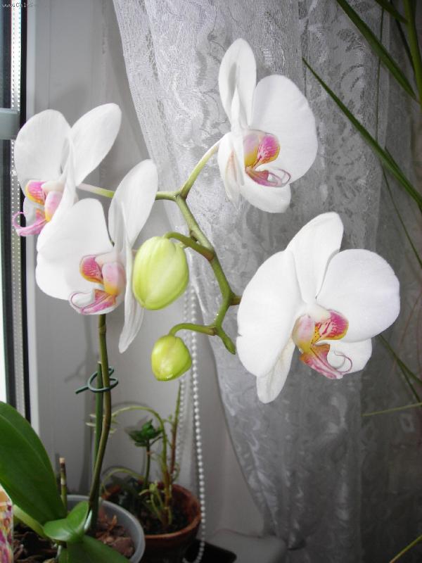 Foto: Radost z pěstování