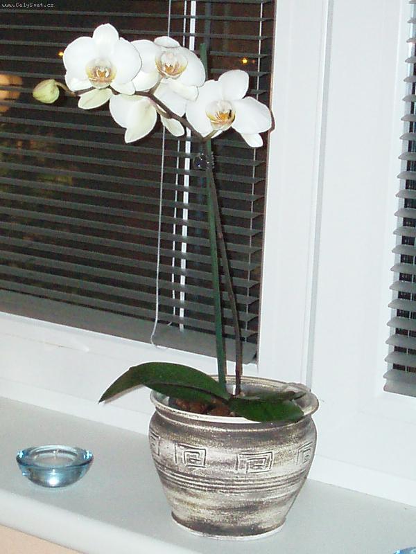 Foto: Orchidea