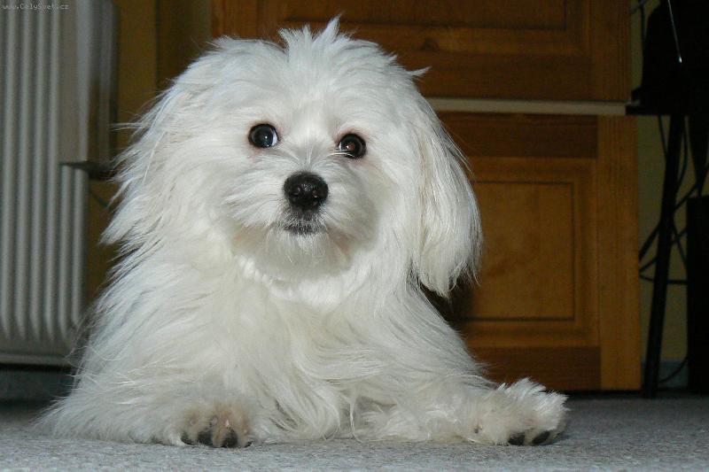 Foto: KIMI-kdo mě to vzbudil?