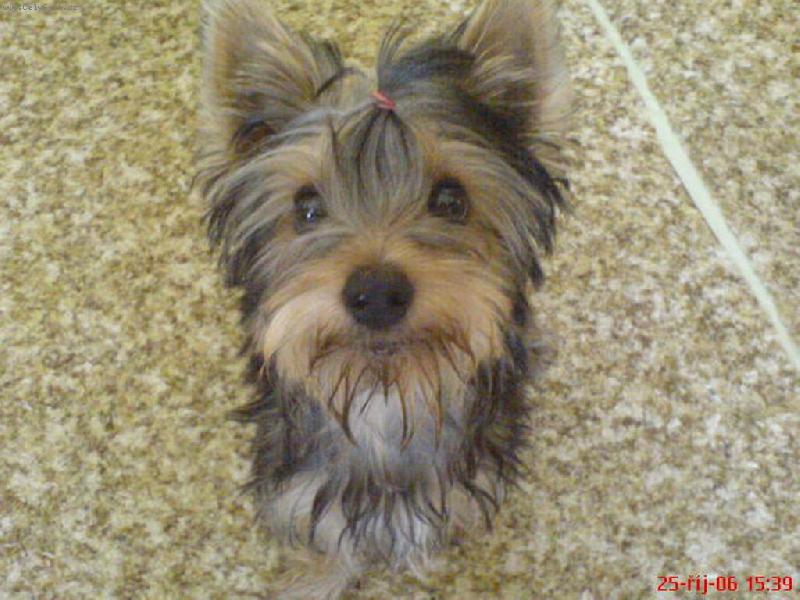 Foto: Mišánek-Mišánek