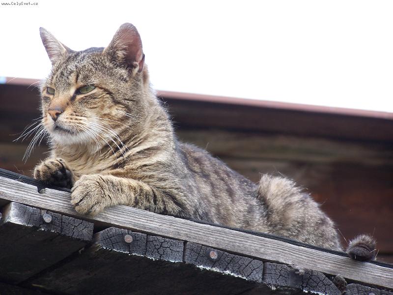 Foto: Profesionální pohled do dáli