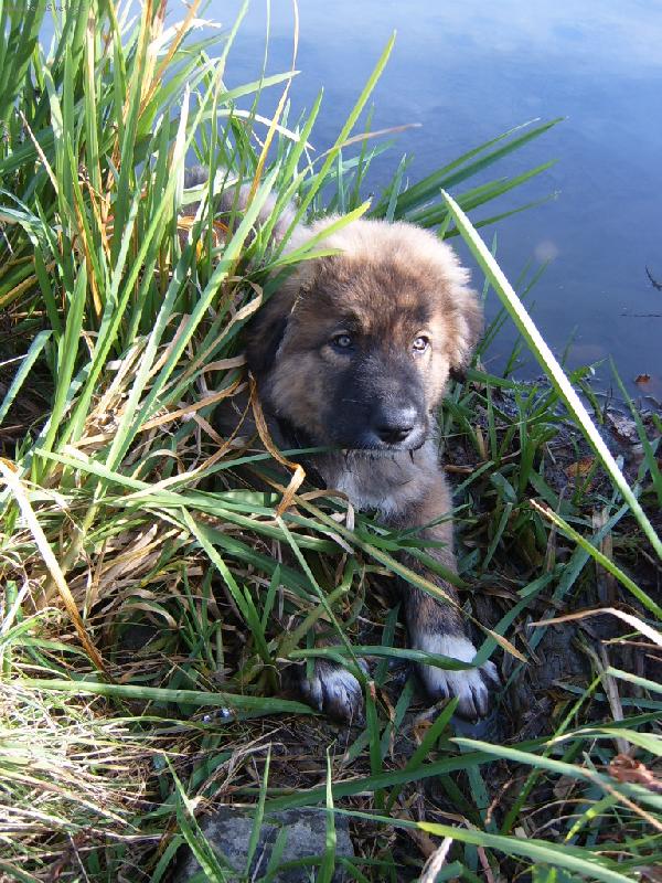 Foto: Nerinek-úplný rákosníček