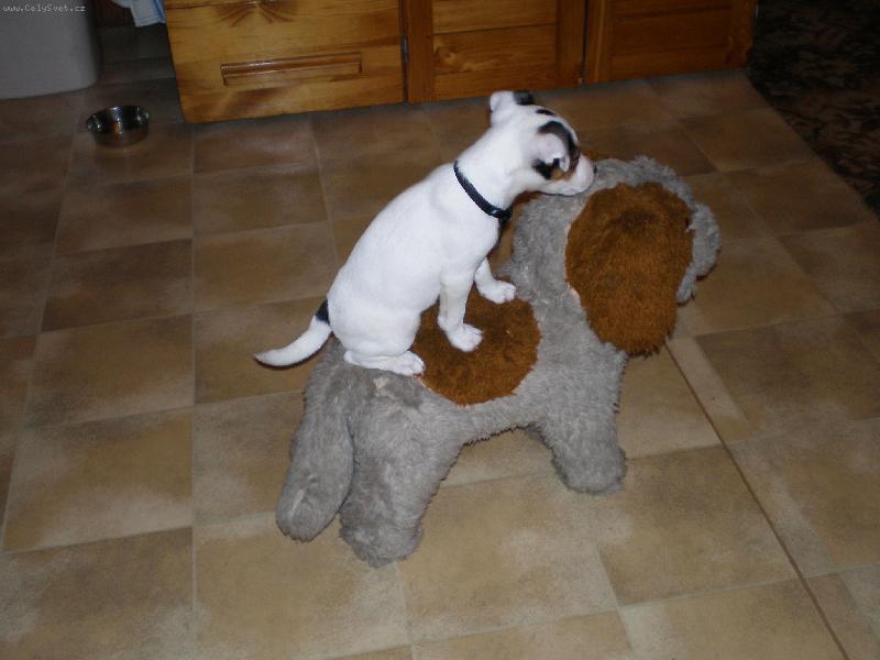 Foto: Naše Agnes-.....a její nový kamarád