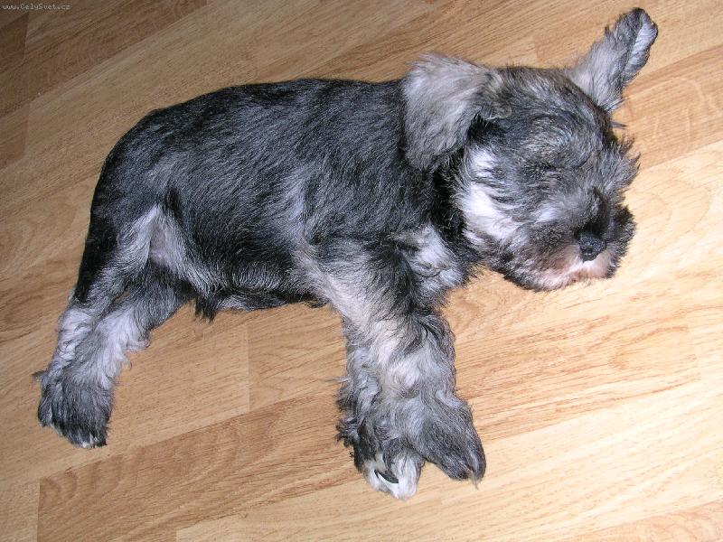 Foto: Náš Ned-tady je Ned na horách