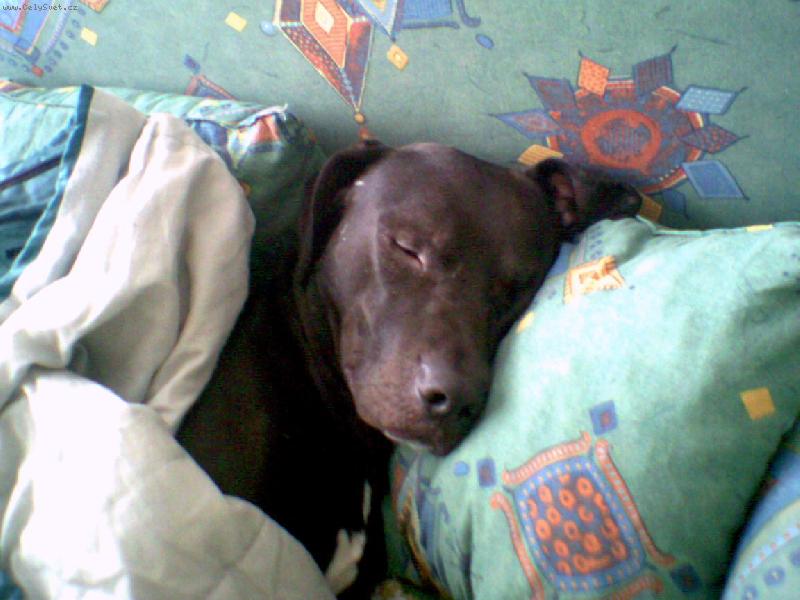 Foto: véééliká únava