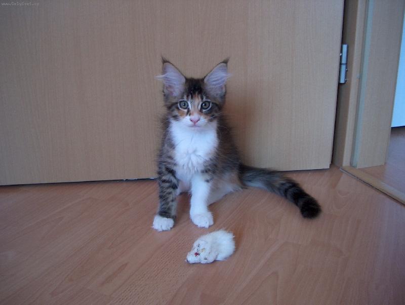Foto: Kotě mainské mývalí kočky
