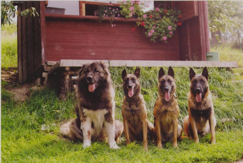 Foto: Kavkazan s maliňáky-Úsměv, jazýčky vypláznout.......teď.