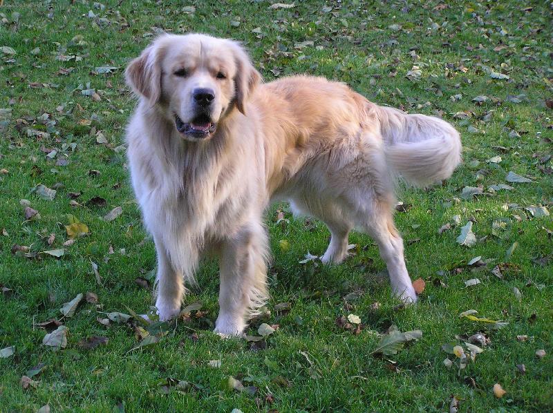 Foto: Goldý-Zlatý retrívr