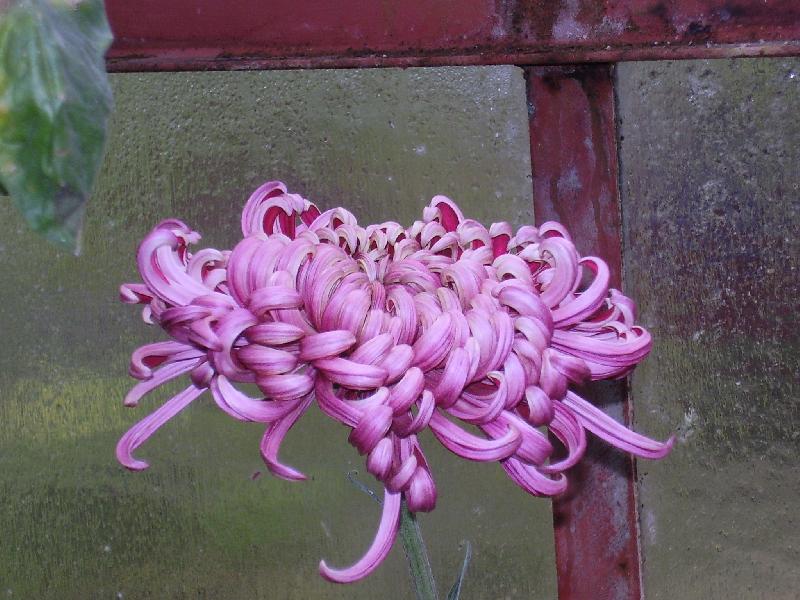 Foto: chryzantéma-květ ve skleníku