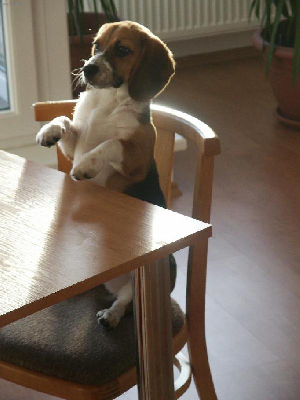 Foto: Biggy-Tlapky už mám umyté, tak mi dejte mističku..