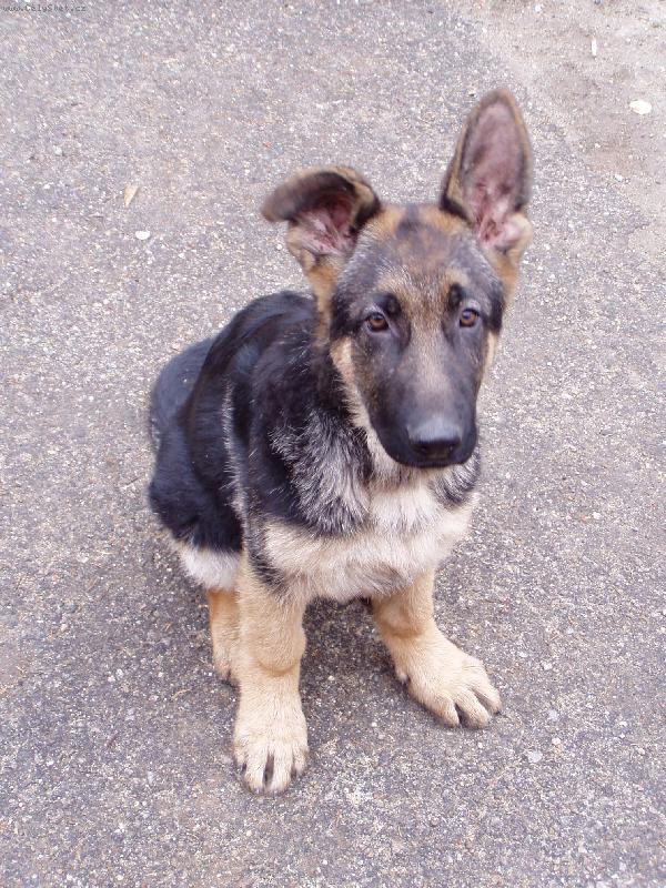 Foto: Jasko-Ach ty uši, nějak mě neposlouchaj.