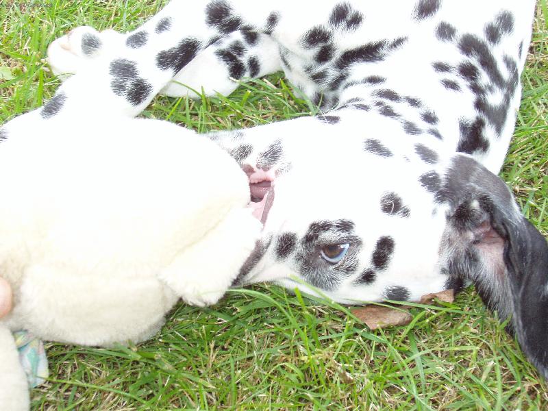 Foto: Dorinka-Jen počkej medvěde...