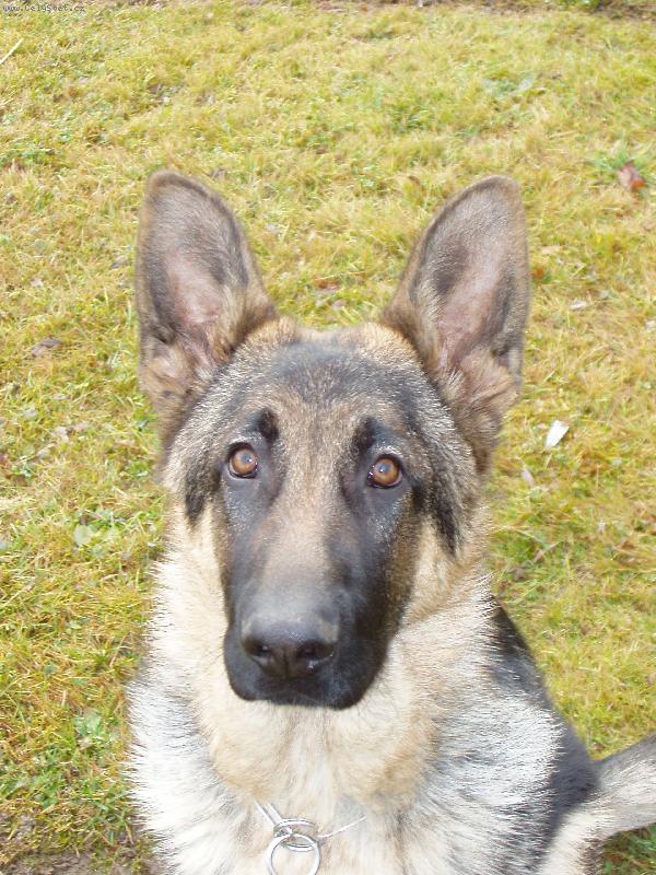 Foto: Jasko-Konečně mi stojí obě ouška...