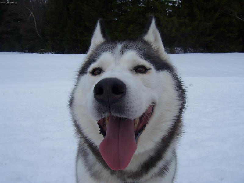 Foto: Dakoušek-Úsměv prosím