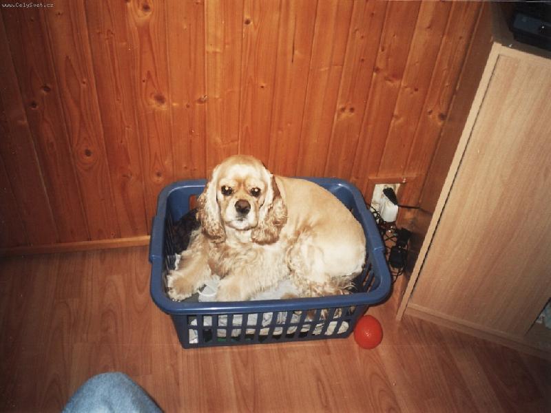 Foto: Akim-čekám na praní