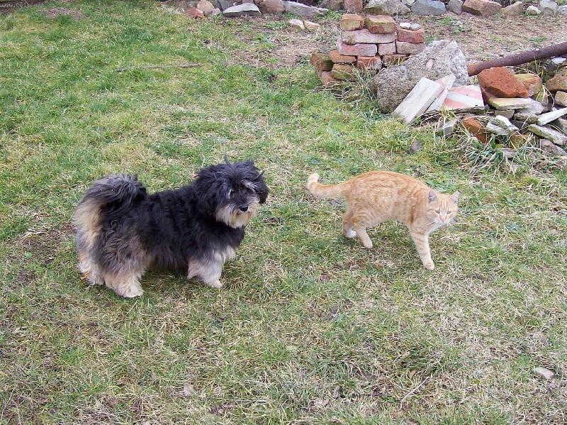 Foto: Rambík a Čikita-kamarádi na procházce