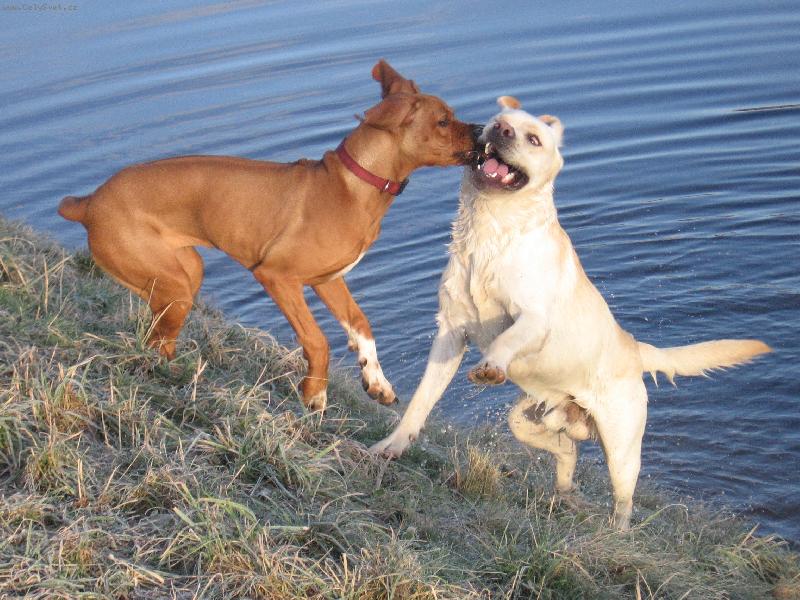 Foto: Kámoši jak hrom