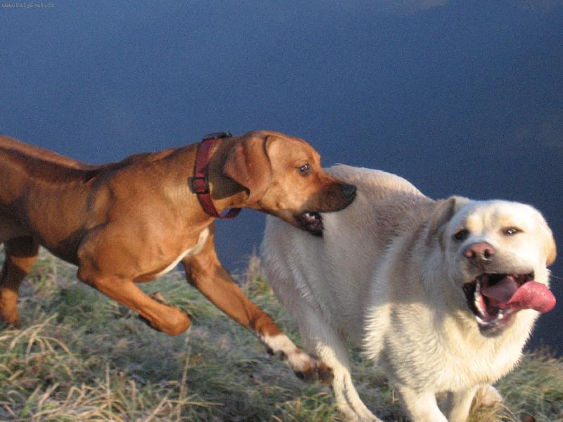 Foto: Neutečeš jsem lepší