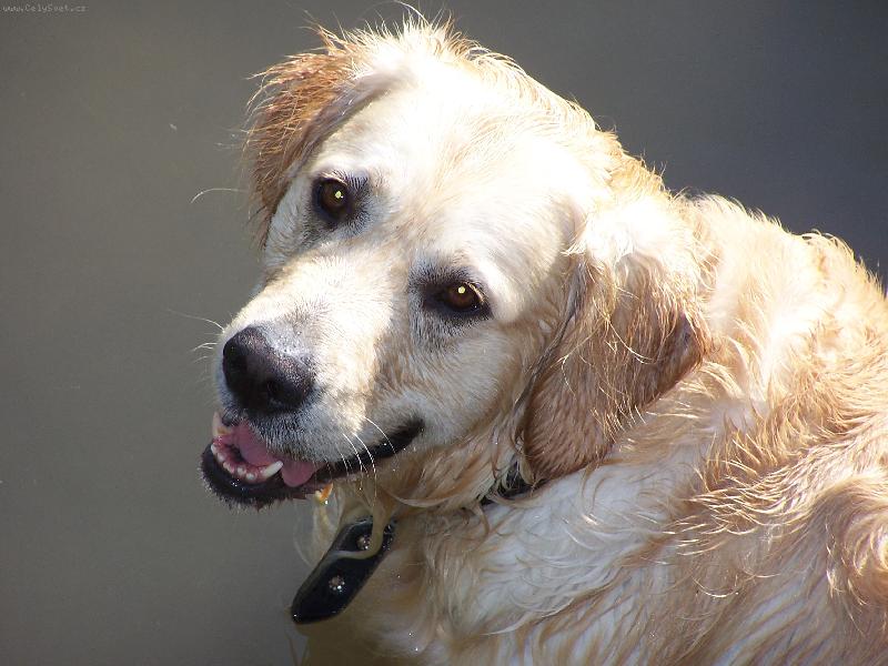 Foto: šťastný Bruník-náš Brno rochnící se ve vodě