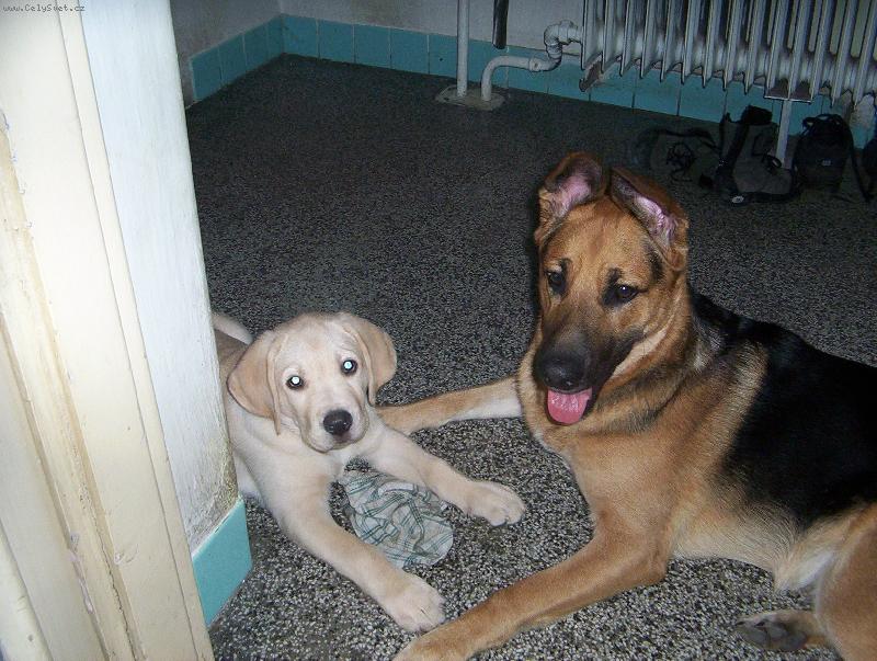 Foto: Maxík-můj velký kamarád německý ovčák Argo!!!