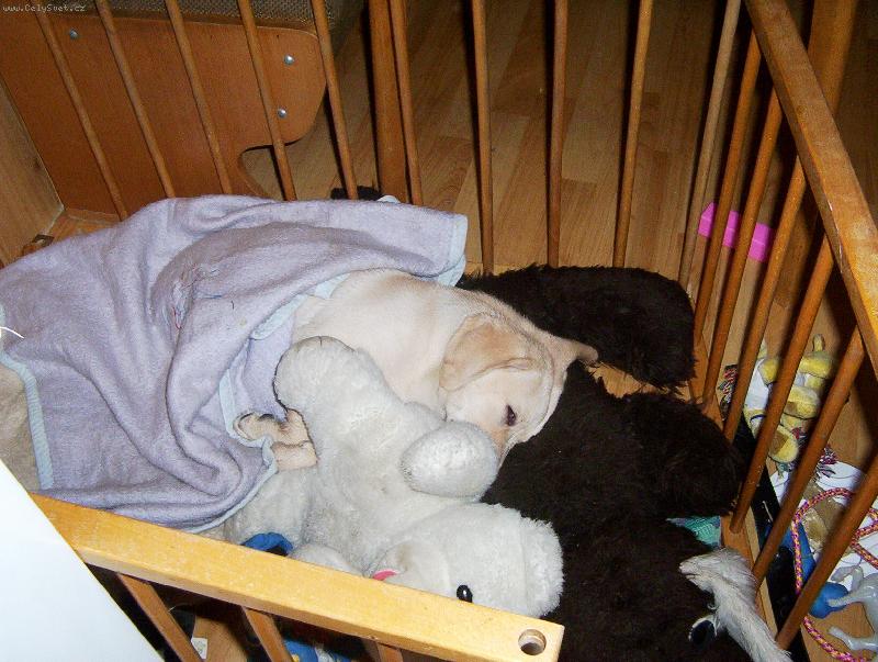 Foto: odpolední klid-to se mi to dobře spinká.