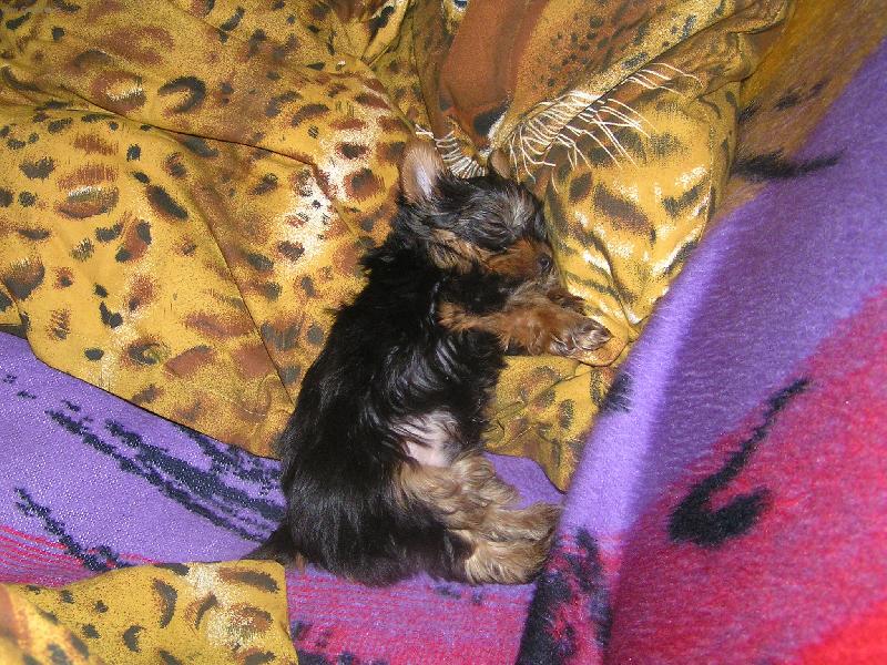 Foto: Ax��ek �t���tko-Sladk� sny