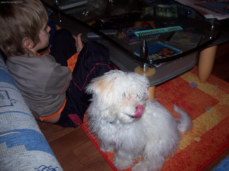 Foto: asi mám hlad-hladoví pejsek