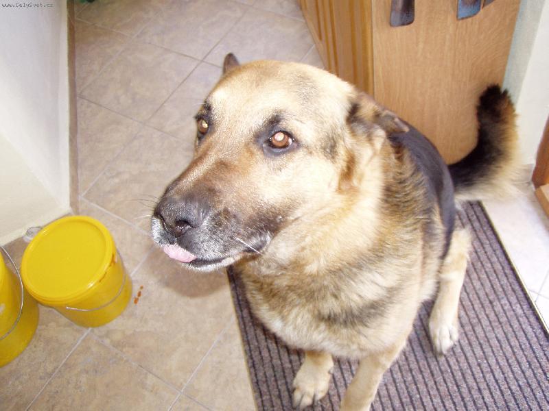 Foto: Provinilec Keník-Ale já jsem nic neudělal...