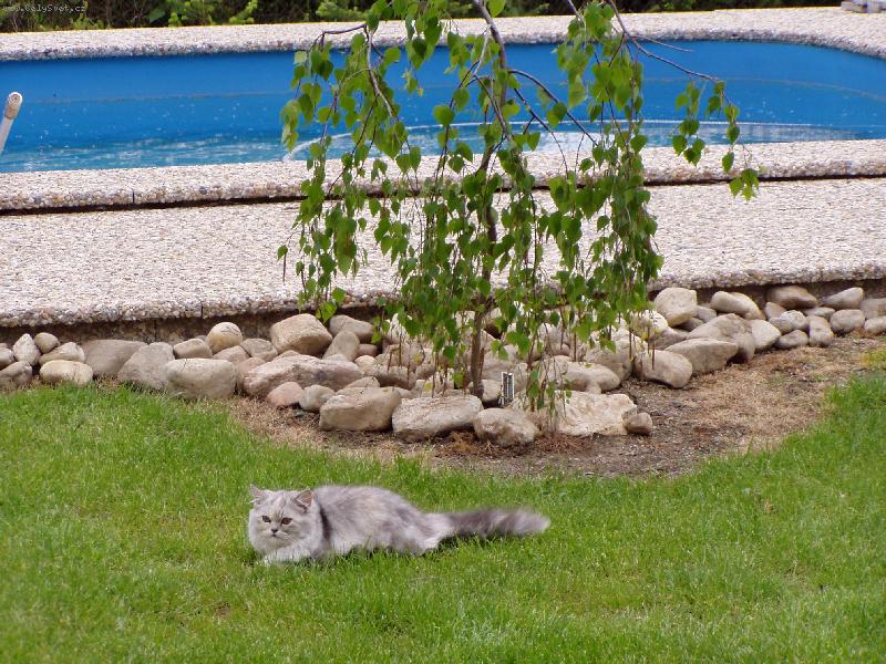 Foto: Megie u bazénu