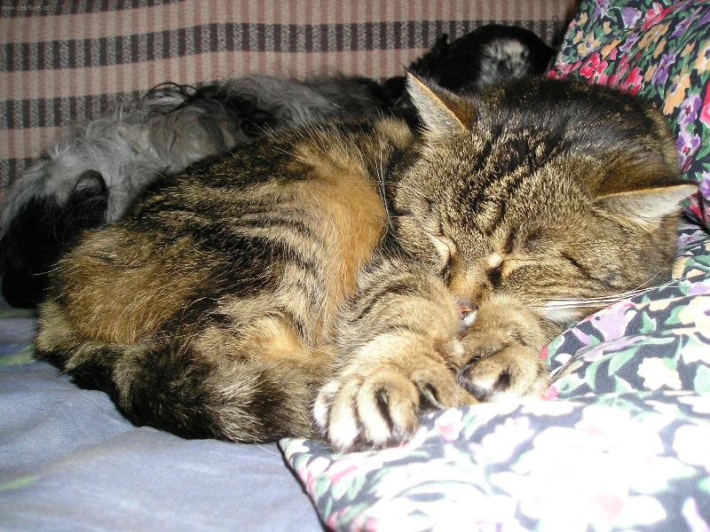 Foto: Nerušit,spím-Vzbuďte mě až v květnu!