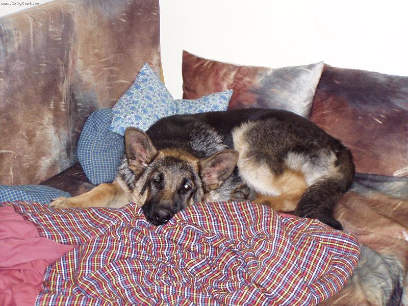 Foto: Jasík v posteli